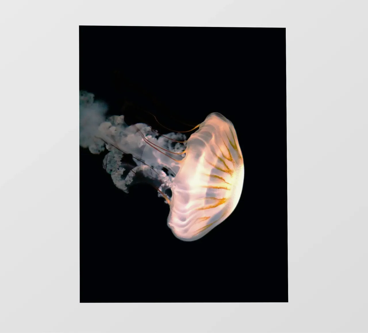 jellyfish in night pellicola backlit da feny