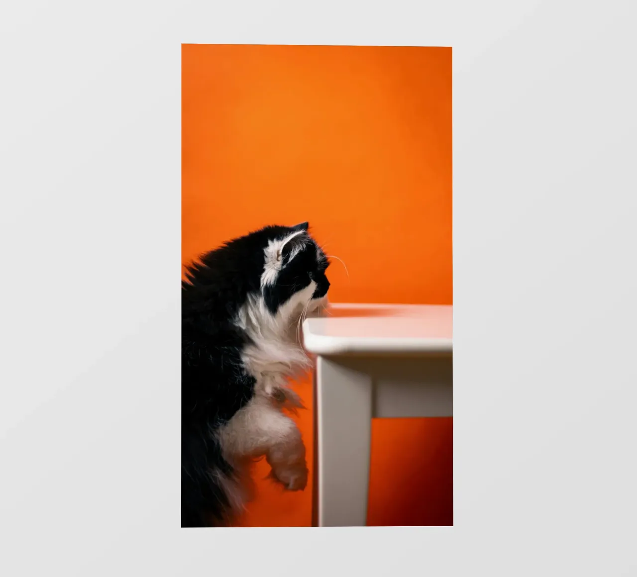 cat table in orange shade telo in pvc da feny