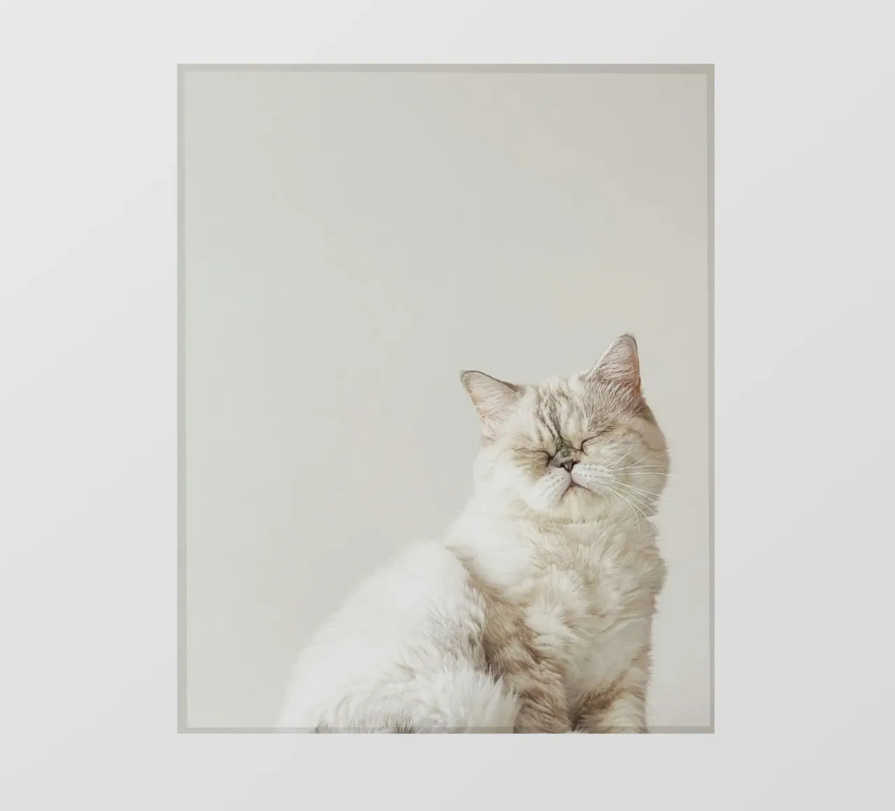 cat chill in shade telo in pvc da feny