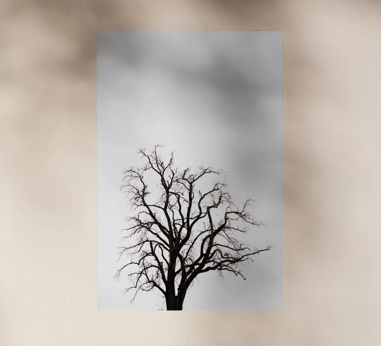 Albero in Carinzia (Austria) pellicola backlit da Simon Koy