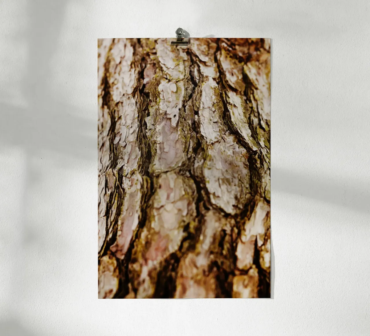 Dettaglio della corteccia di un albero in Giappone carta hahnemühle da Simon Koy
