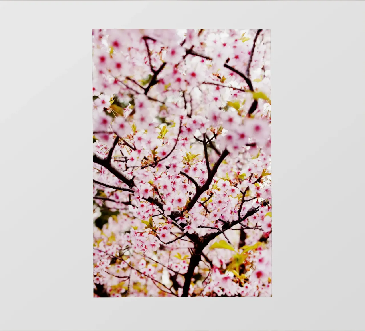 Fiori di ciliegio in Giappone telo in pvc da Simon Koy