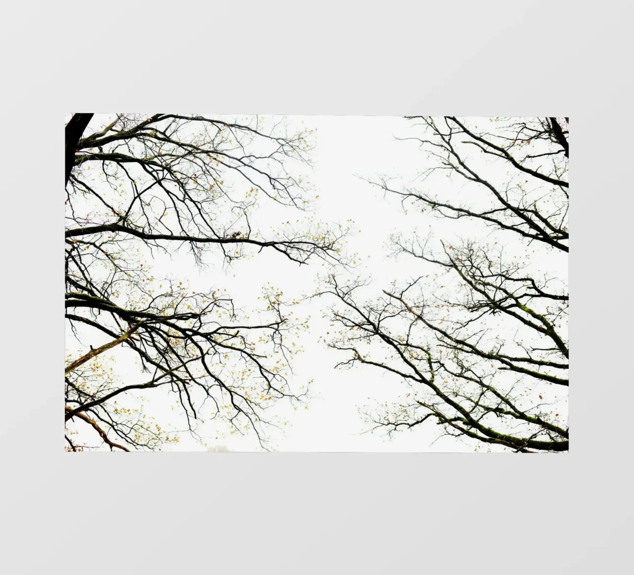 Albero tedesco telo in pvc da Simon Koy