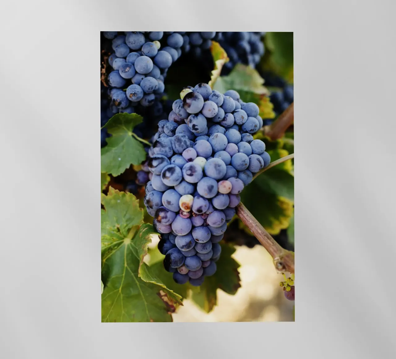 Uva, Provenza pellicola backlit da fotokunst