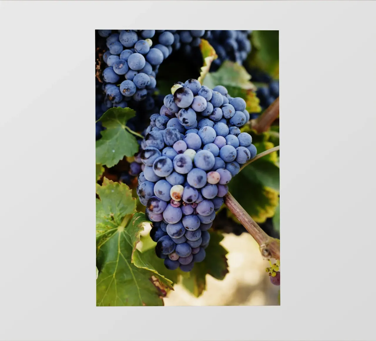 Uva, Provenza pellicola backlit da fotokunst