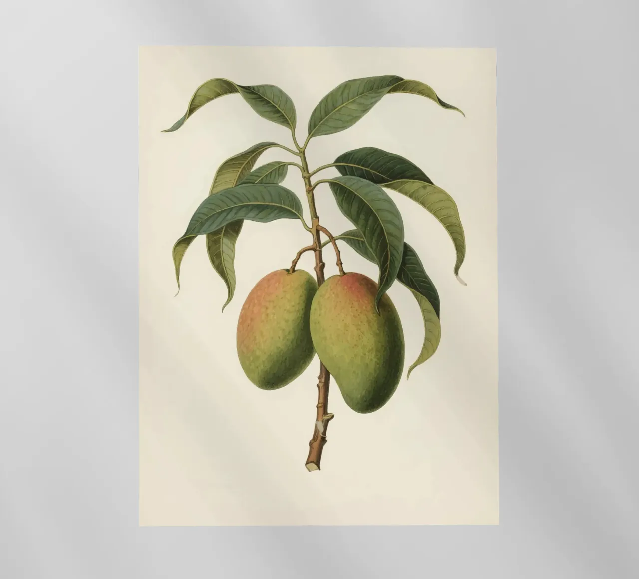 Pianta di mango pellicola backlit da knowledge