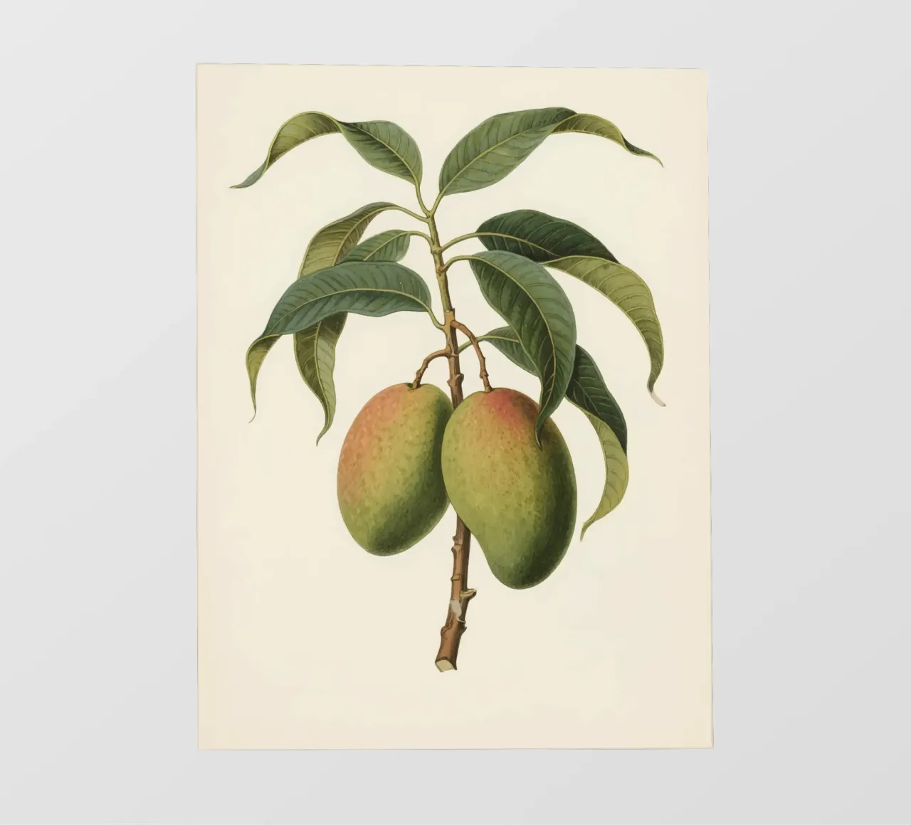 Pianta di mango pellicola backlit da knowledge
