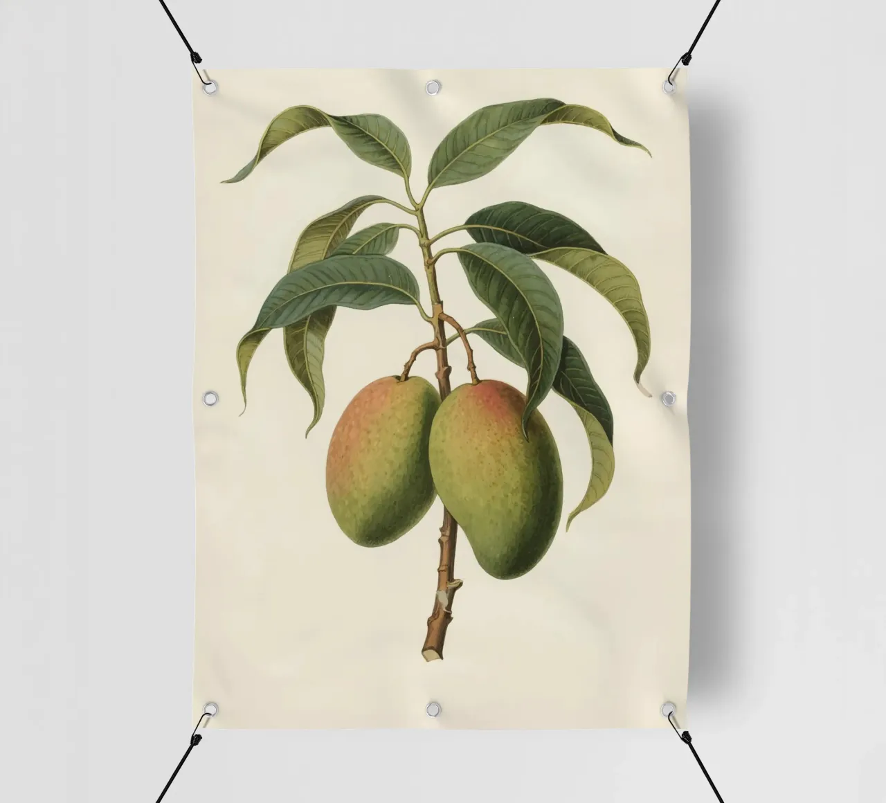 Pianta di mango telo in pvc da knowledge