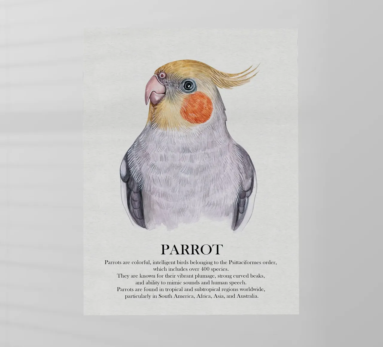 Pappagallo cockatiel Illustrazione ad acquerello pellicola backlit da Barbara Wright