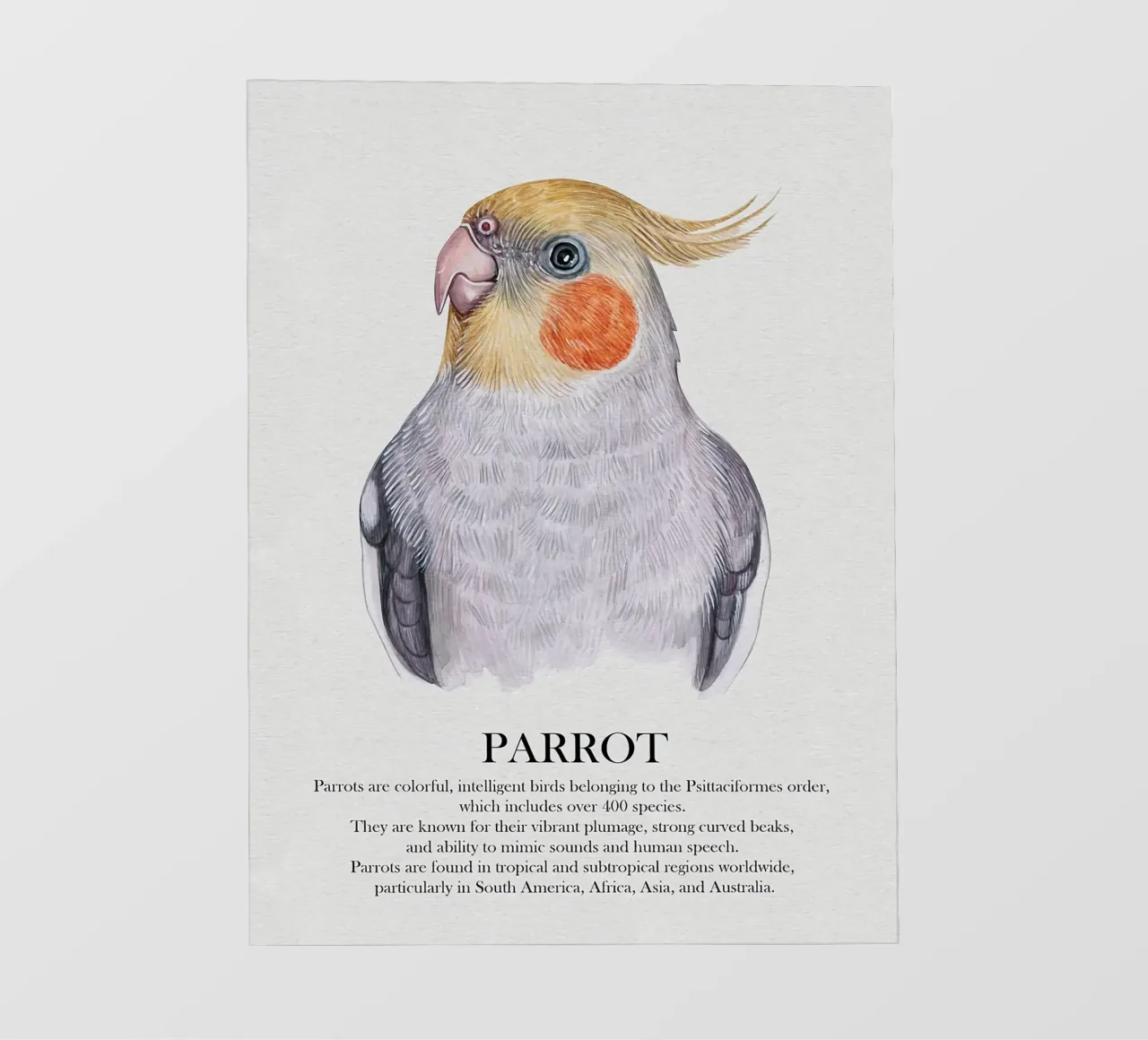 Pappagallo cockatiel Illustrazione ad acquerello pellicola backlit da Barbara Wright