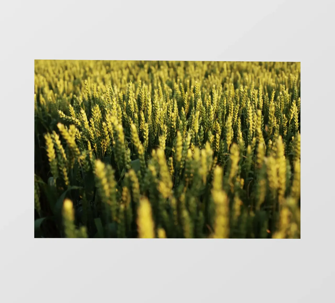 Campo di grano in Baviera telo in pvc da Simon Koy