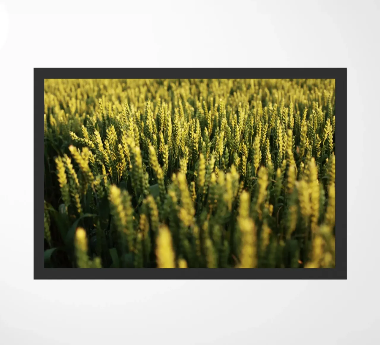 Campo di grano in Baviera zerbino da Simon Koy