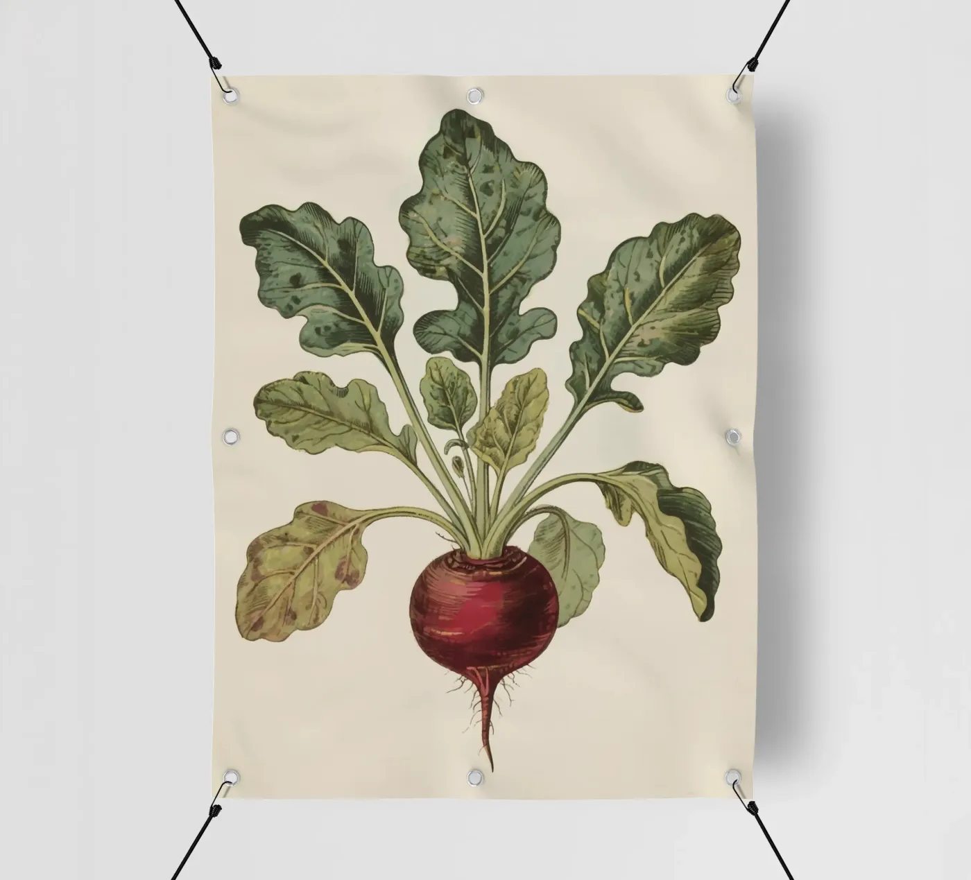 Beetroot telo in pvc da knowledge