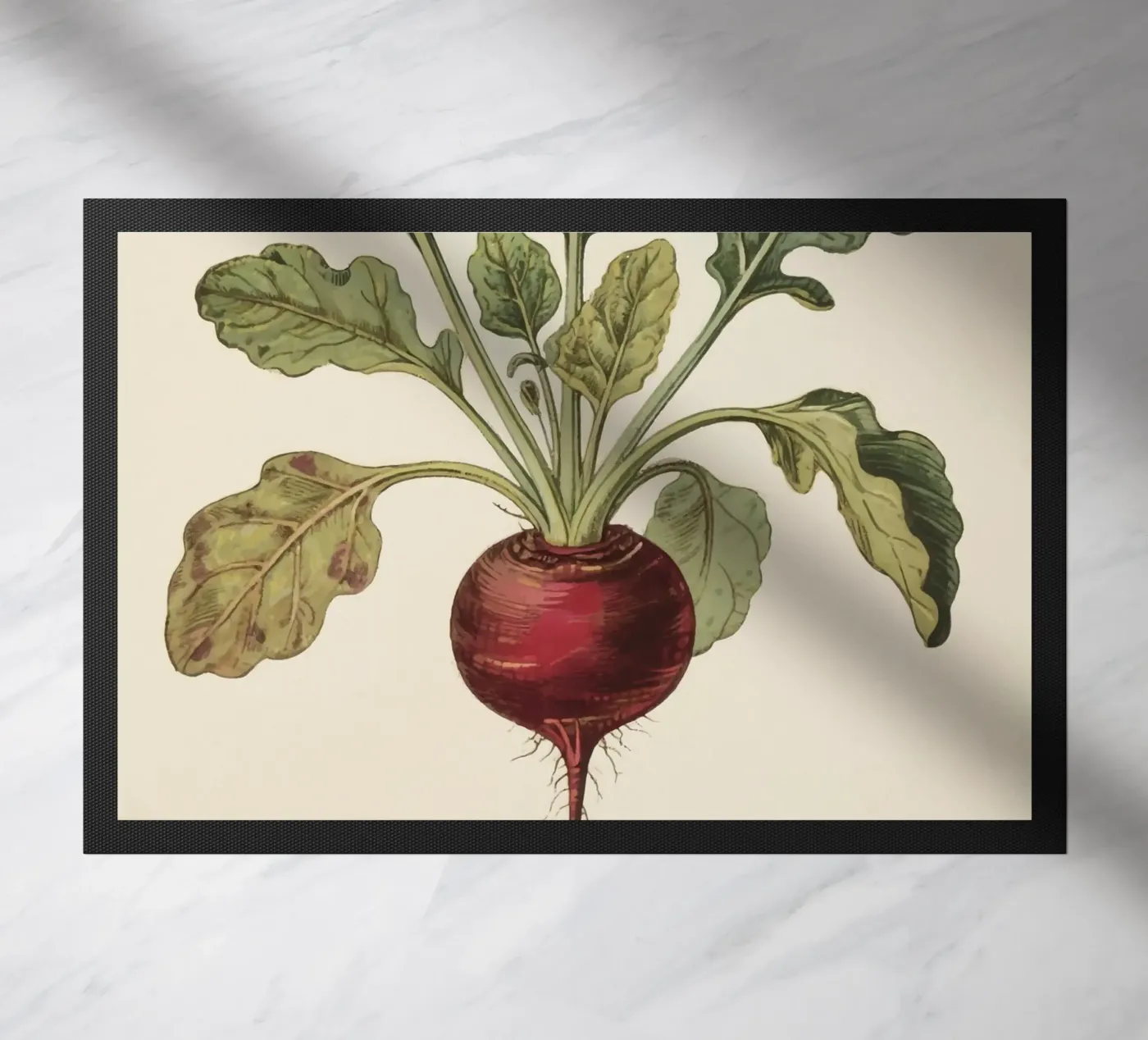 Beetroot zerbino da knowledge