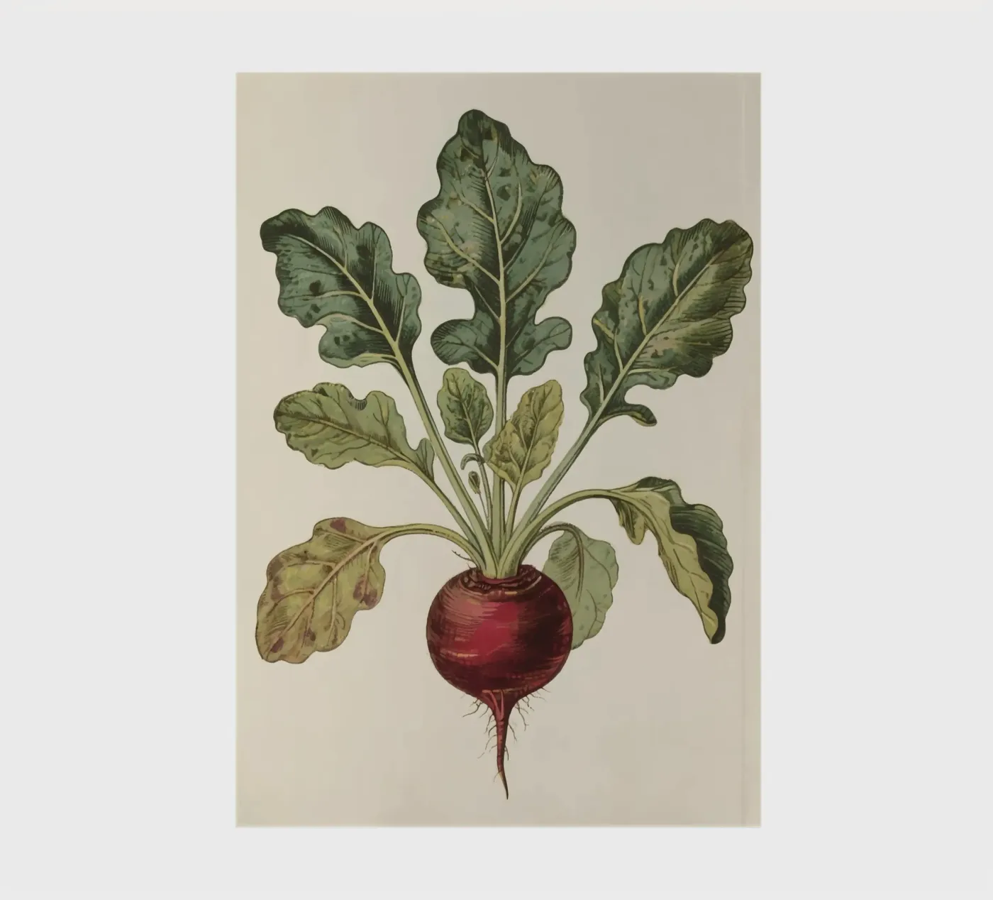 Beetroot notebook by knowledge