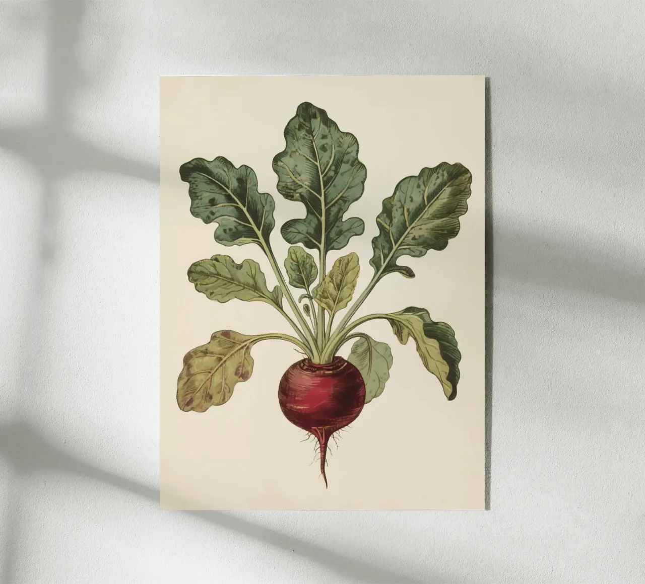 Beetroot acryl van knowledge