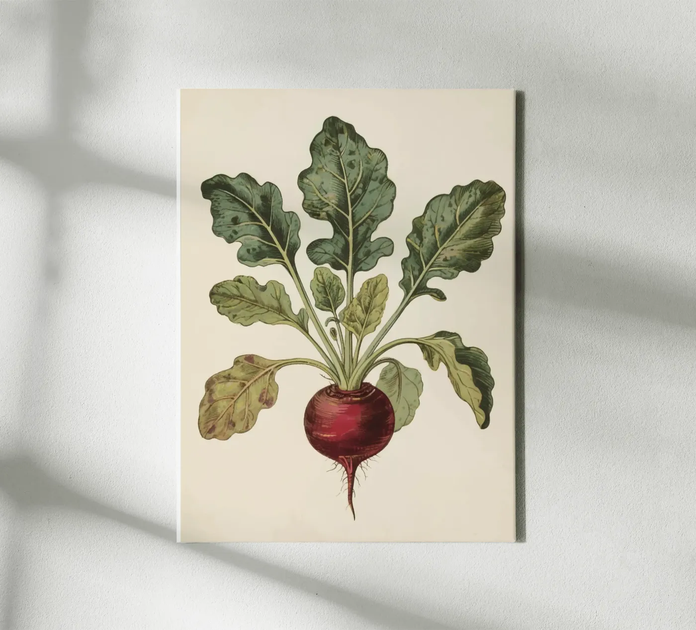 Beetroot Leinwand von knowledge