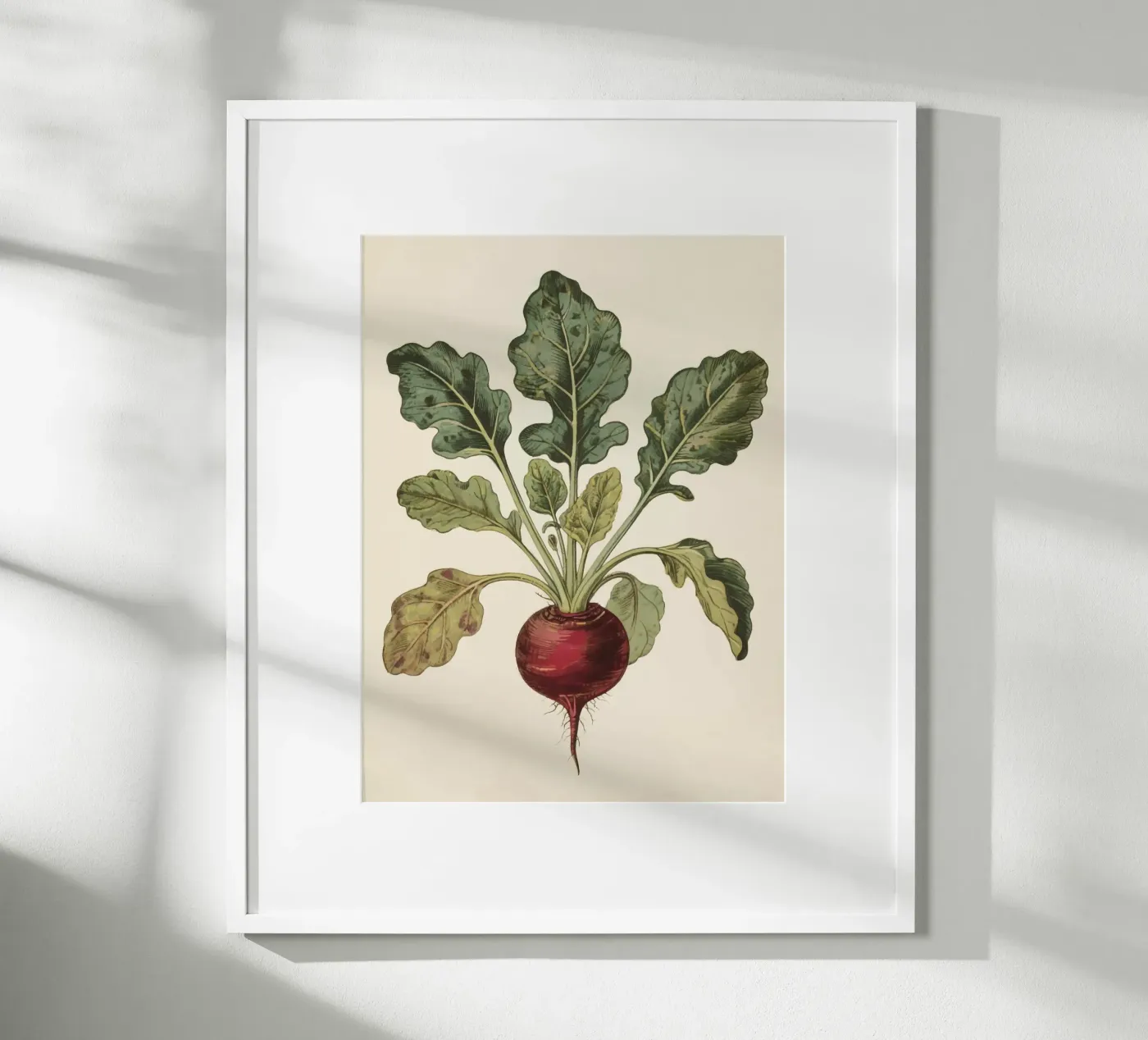 Beetroot poster by knowledge