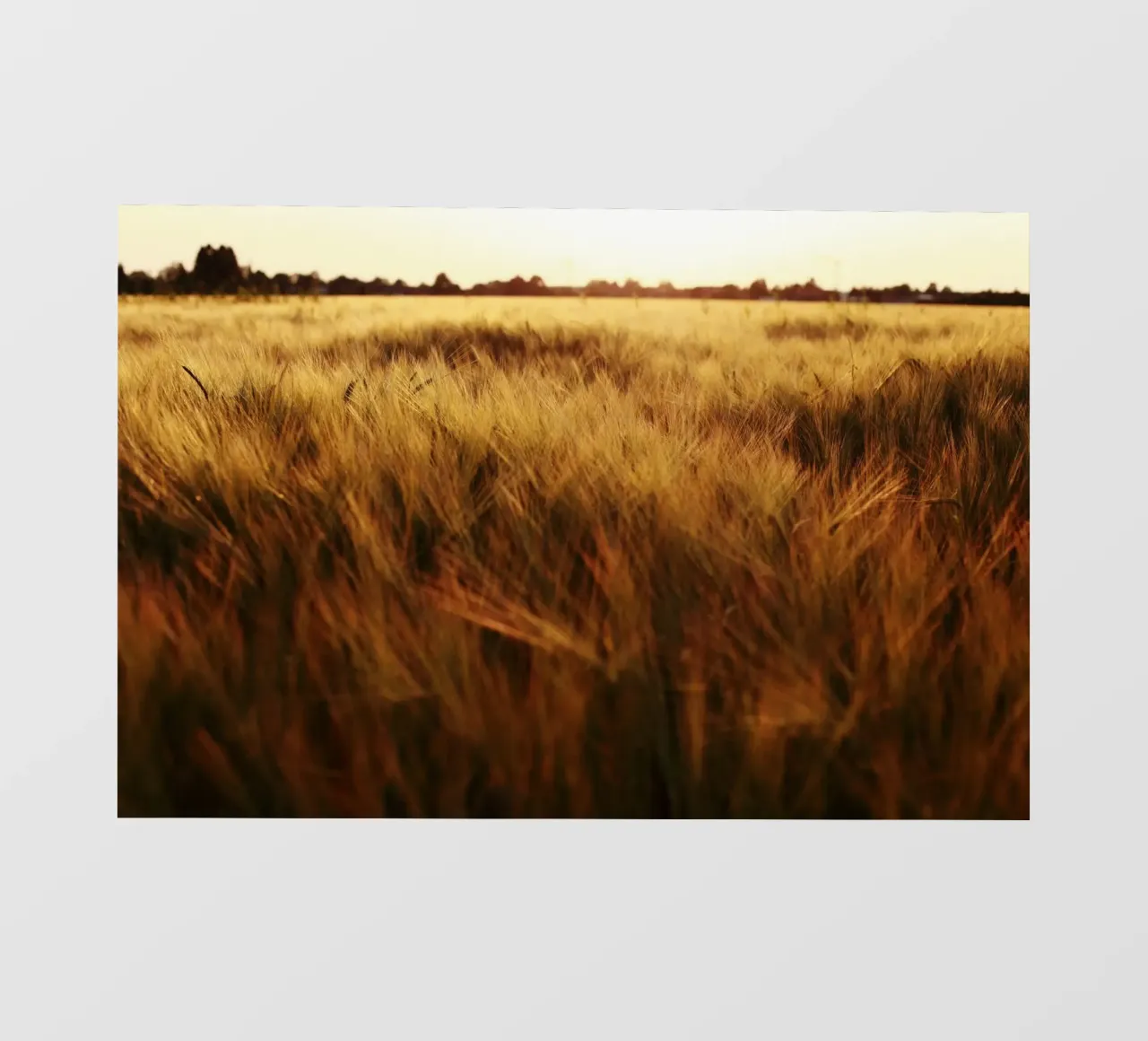 Campo di grano in Baviera pellicola backlit da Simon Koy