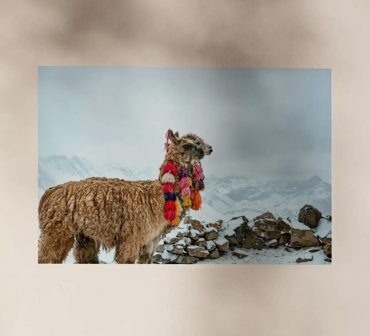 Alpaca in piedi su una montagna innevata pellicola backlit da The Herringstore