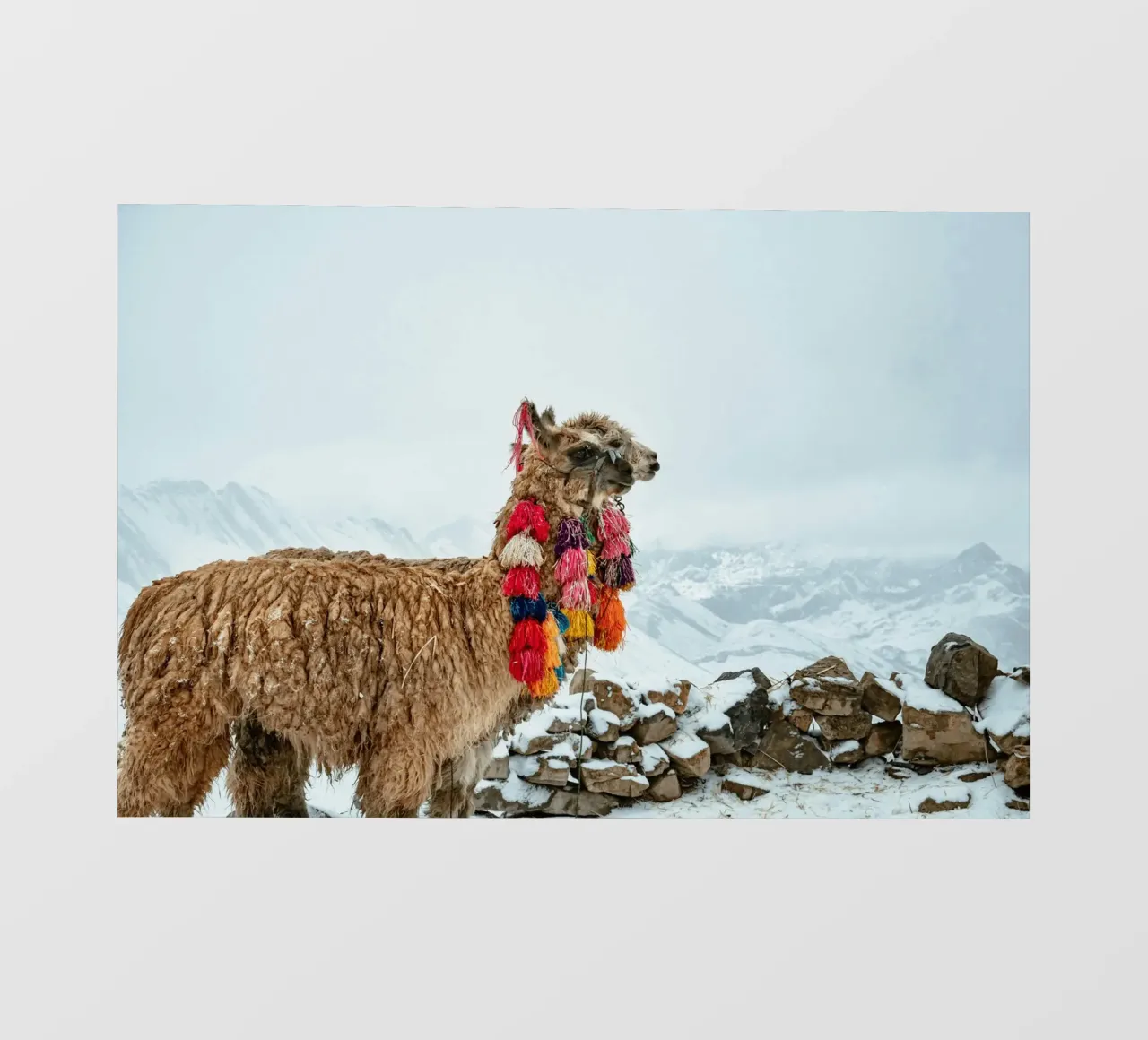 Alpaca in piedi su una montagna innevata pellicola backlit da The Herringstore