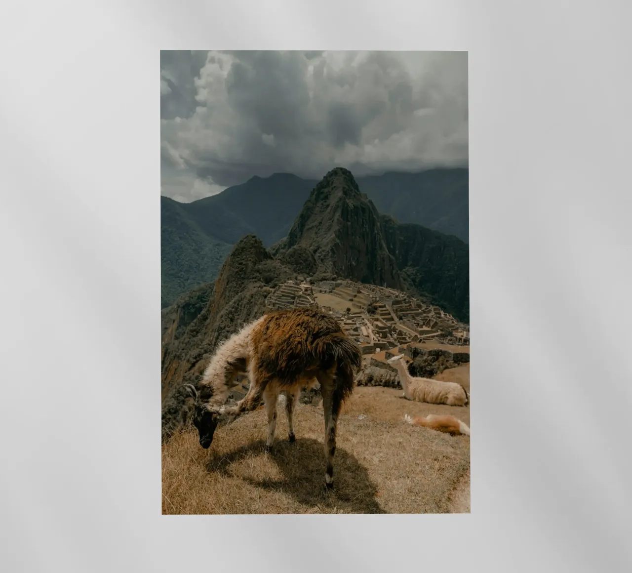 I lama al pascolo in primo piano a Machu Picchu pellicola backlit da The Herringstore