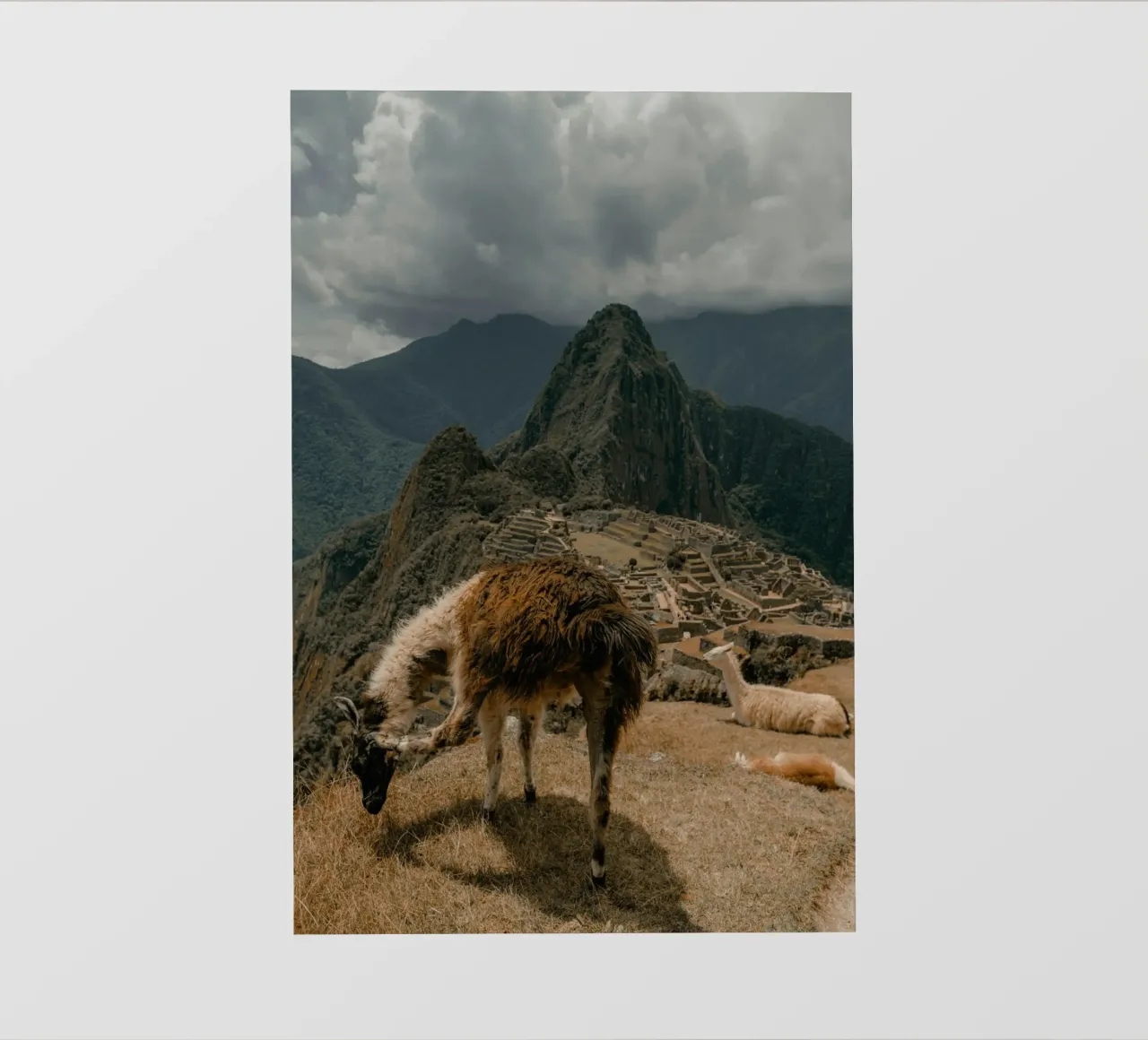 I lama al pascolo in primo piano a Machu Picchu pellicola backlit da The Herringstore