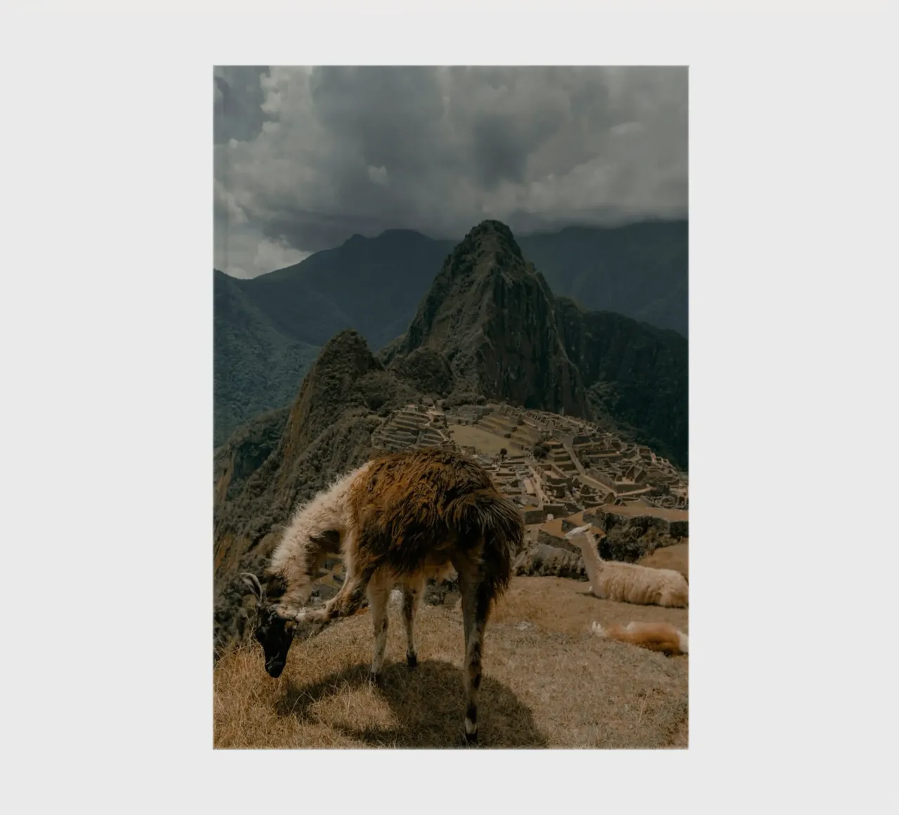 Llamas Grazing in the Foreground of Machu Picchu notebook by The Herringstore