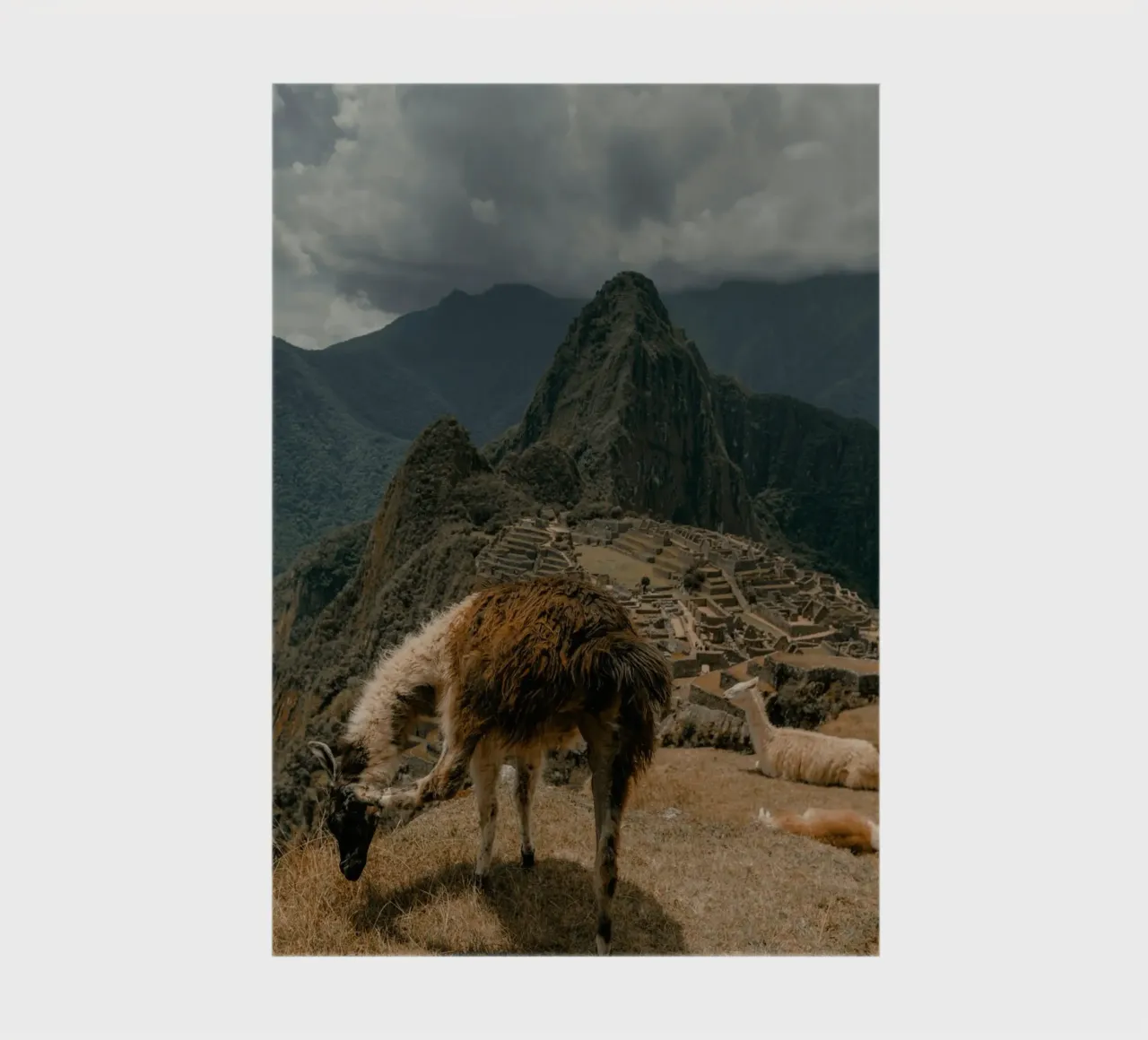 Llamas Grazing in the Foreground of Machu Picchu notebook by The Herringstore