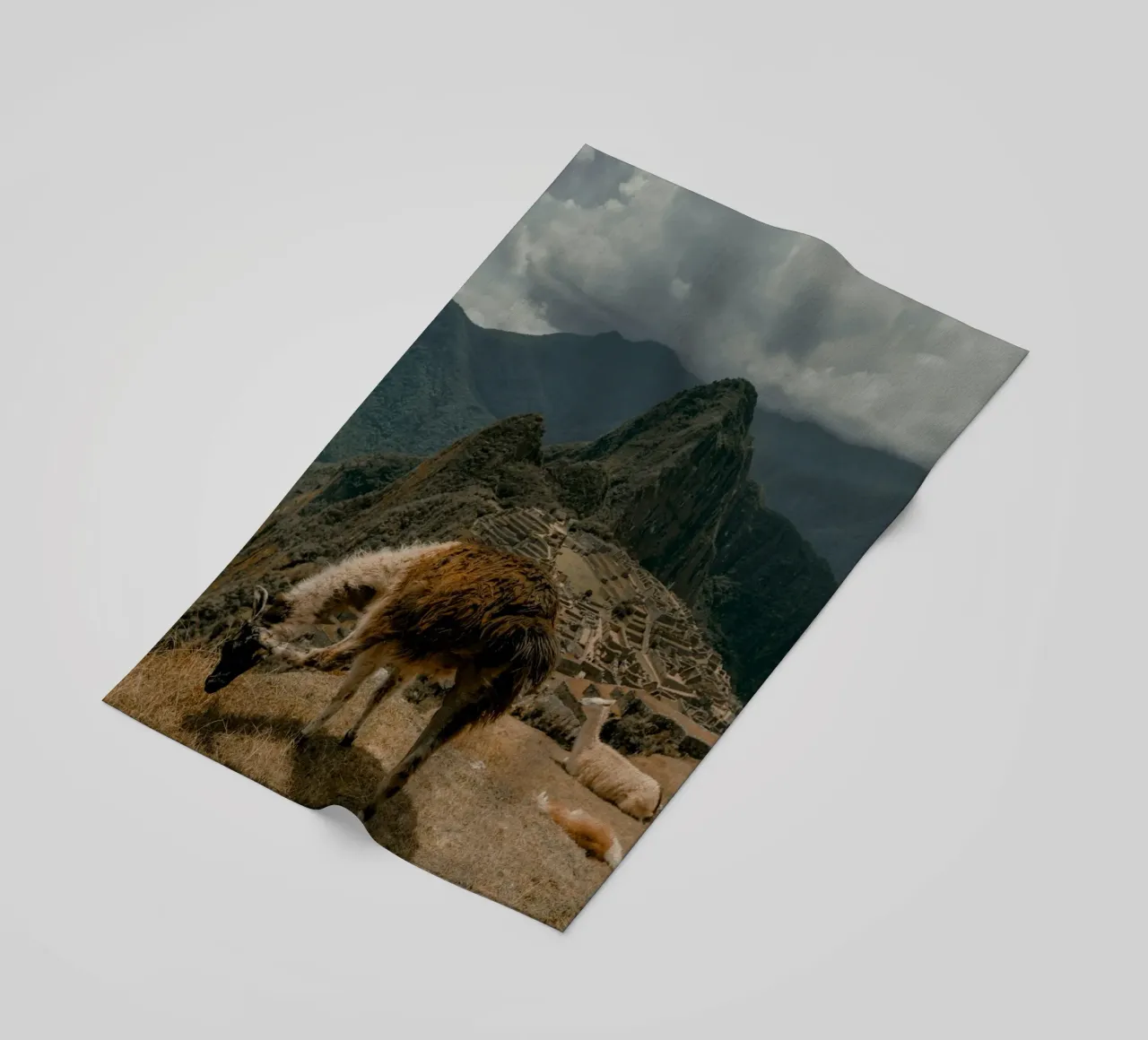 I lama al pascolo in primo piano a Machu Picchu telo mare da The Herringstore