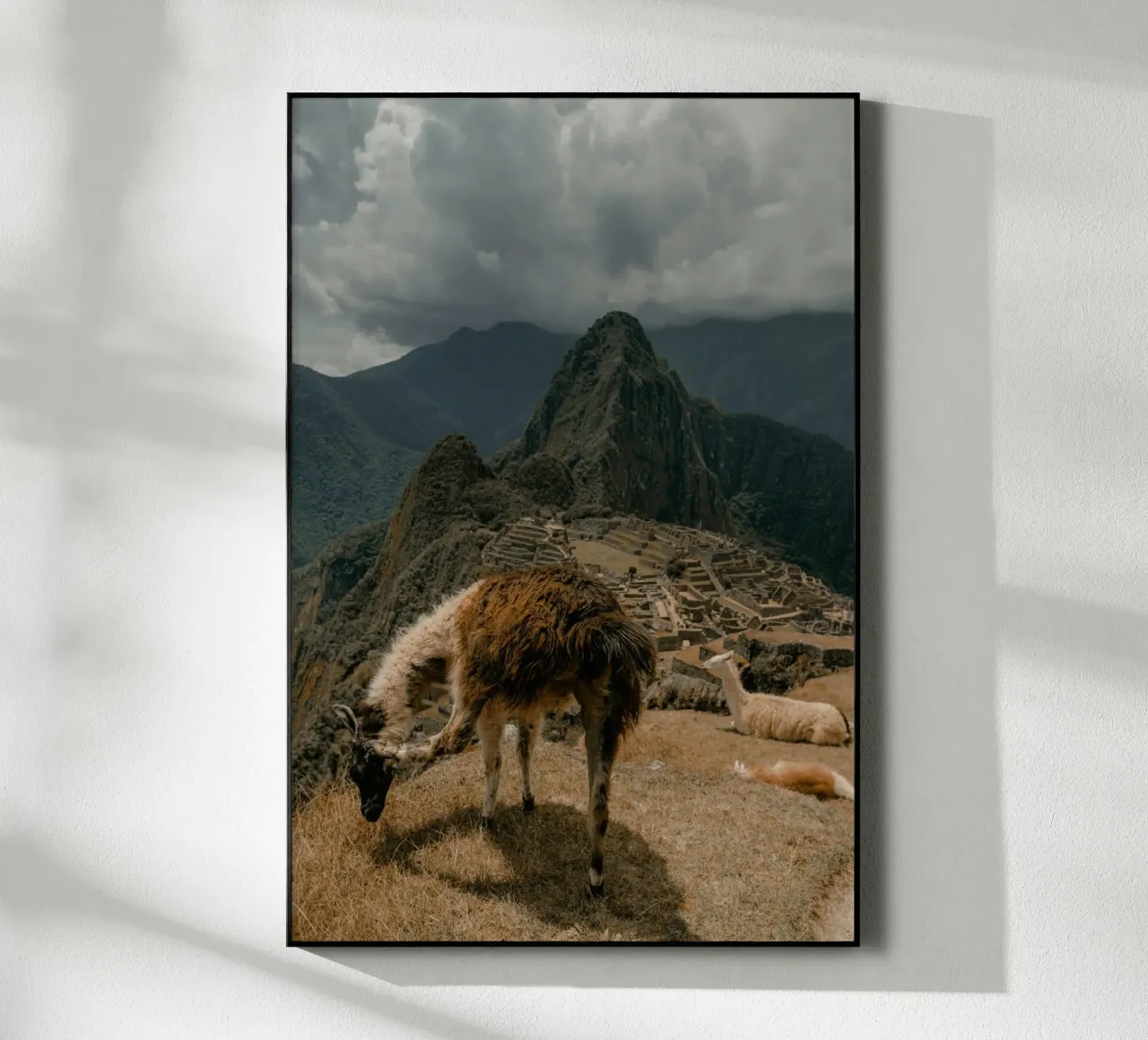 I lama al pascolo in primo piano a Machu Picchu plexiglass da The Herringstore