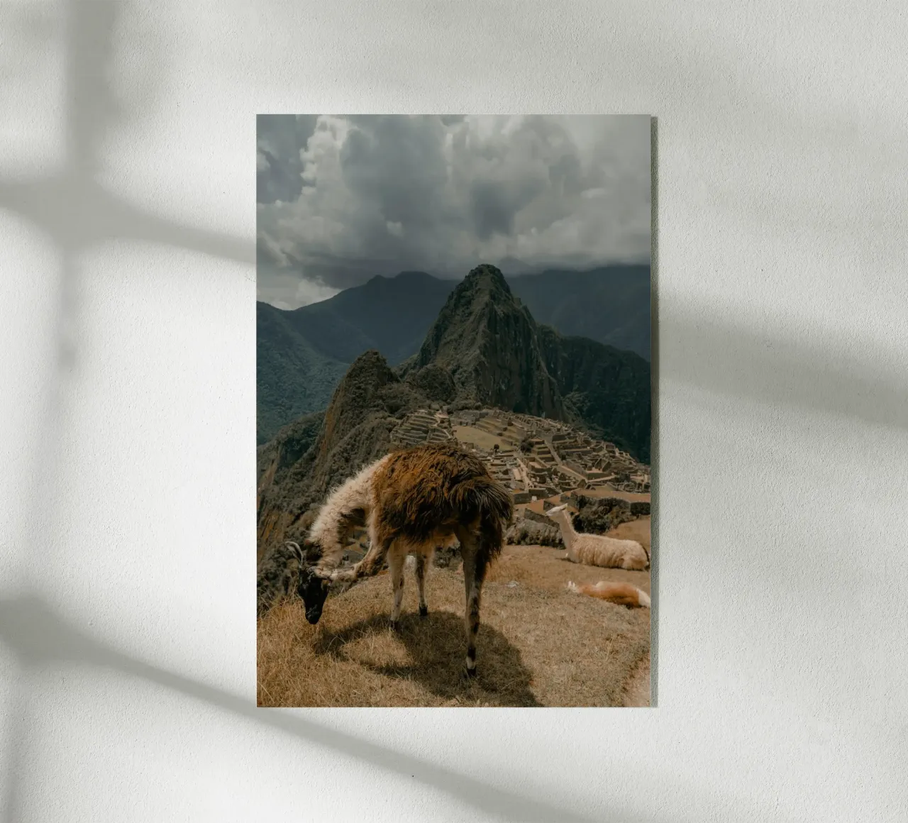 I lama al pascolo in primo piano a Machu Picchu plexiglass da The Herringstore
