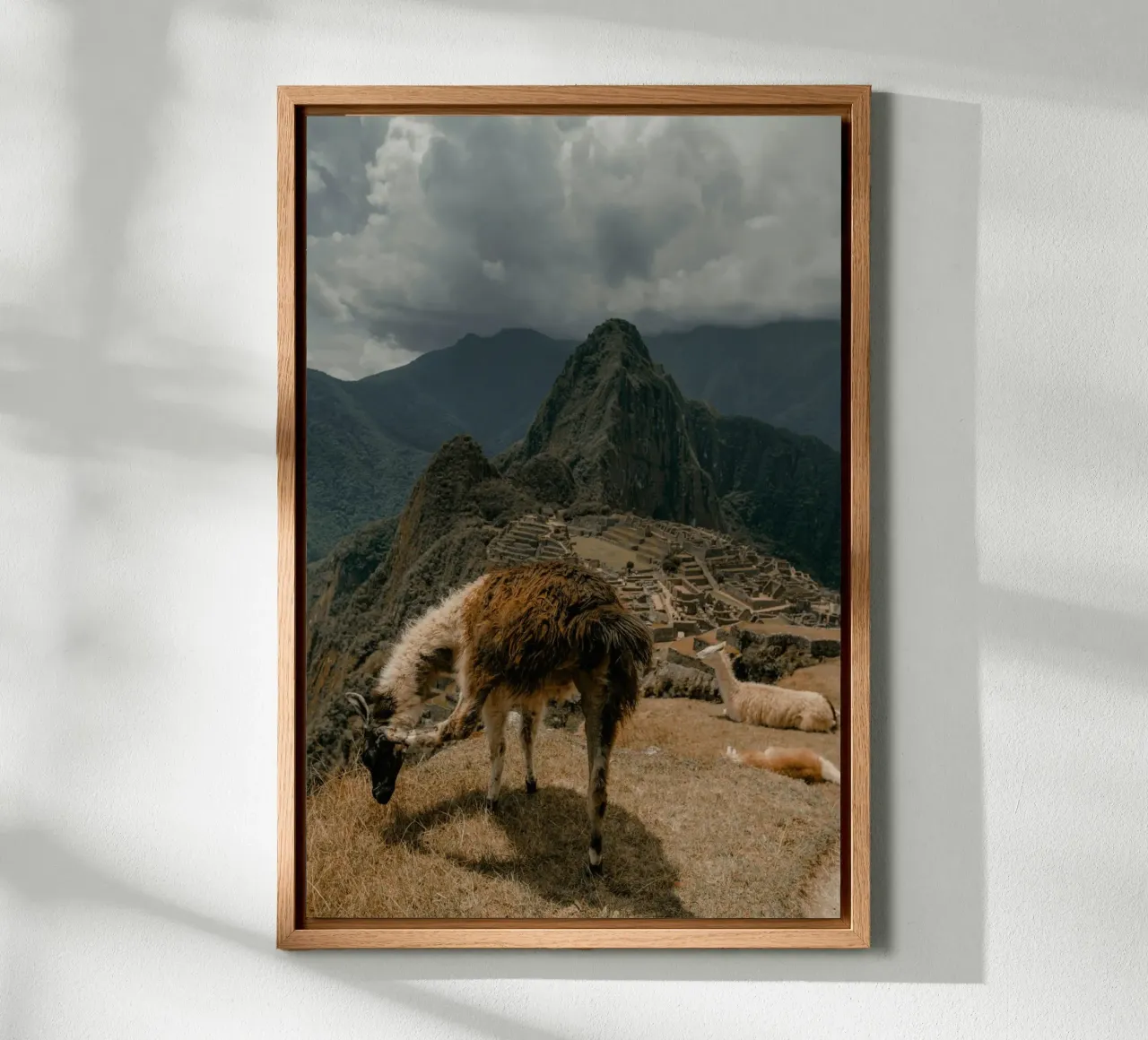 I lama al pascolo in primo piano a Machu Picchu alluminio dibond da The Herringstore