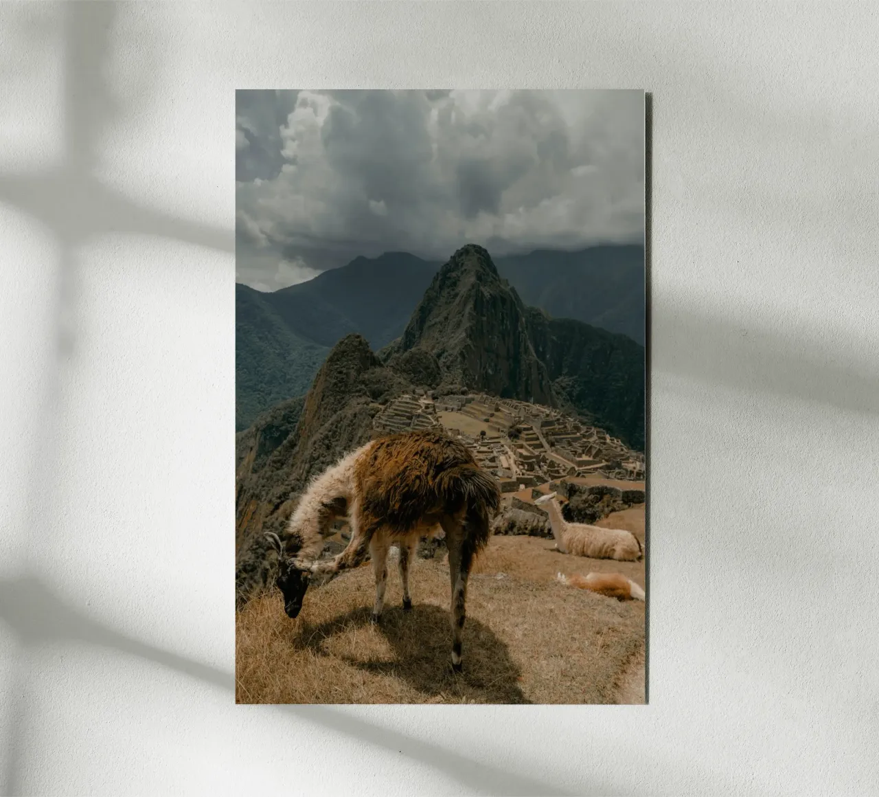 I lama al pascolo in primo piano a Machu Picchu alluminio dibond da The Herringstore