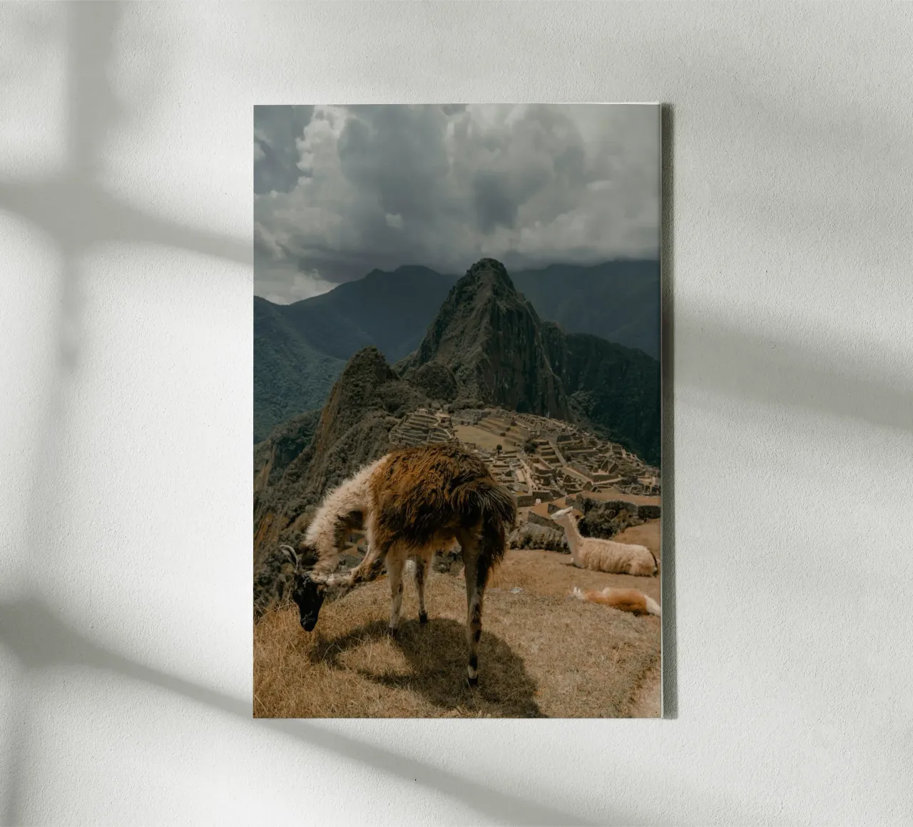 Llamas Grazing in the Foreground of Machu Picchu canvas by The Herringstore