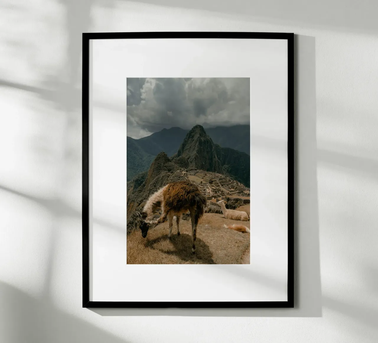I lama al pascolo in primo piano a Machu Picchu carta hahnemühle da The Herringstore