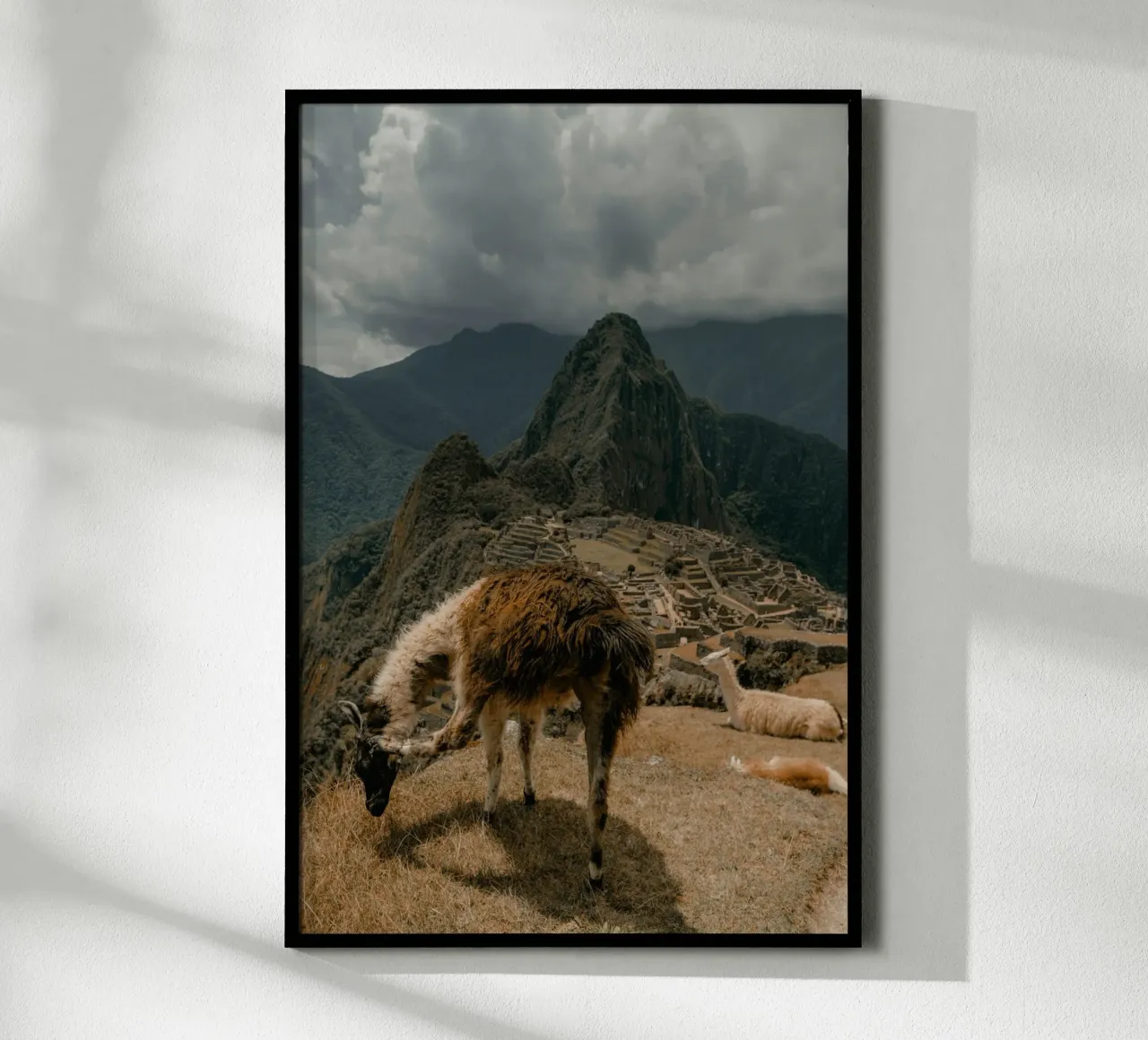 I lama al pascolo in primo piano a Machu Picchu carta hahnemühle da The Herringstore