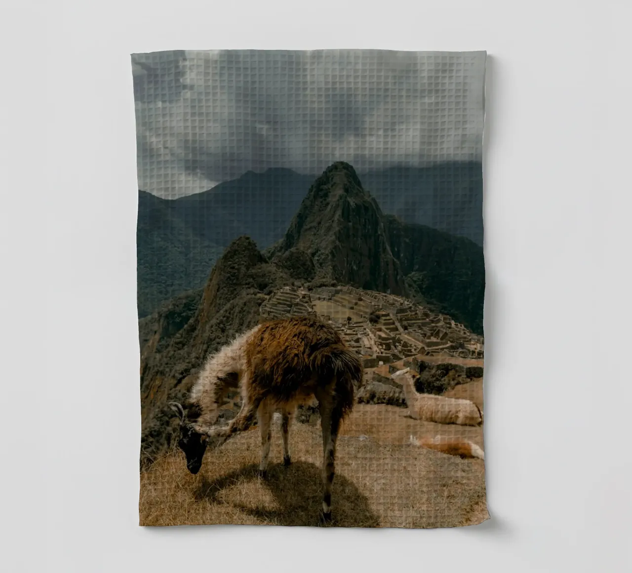 I lama al pascolo in primo piano a Machu Picchu canovaccio da cucina da The Herringstore