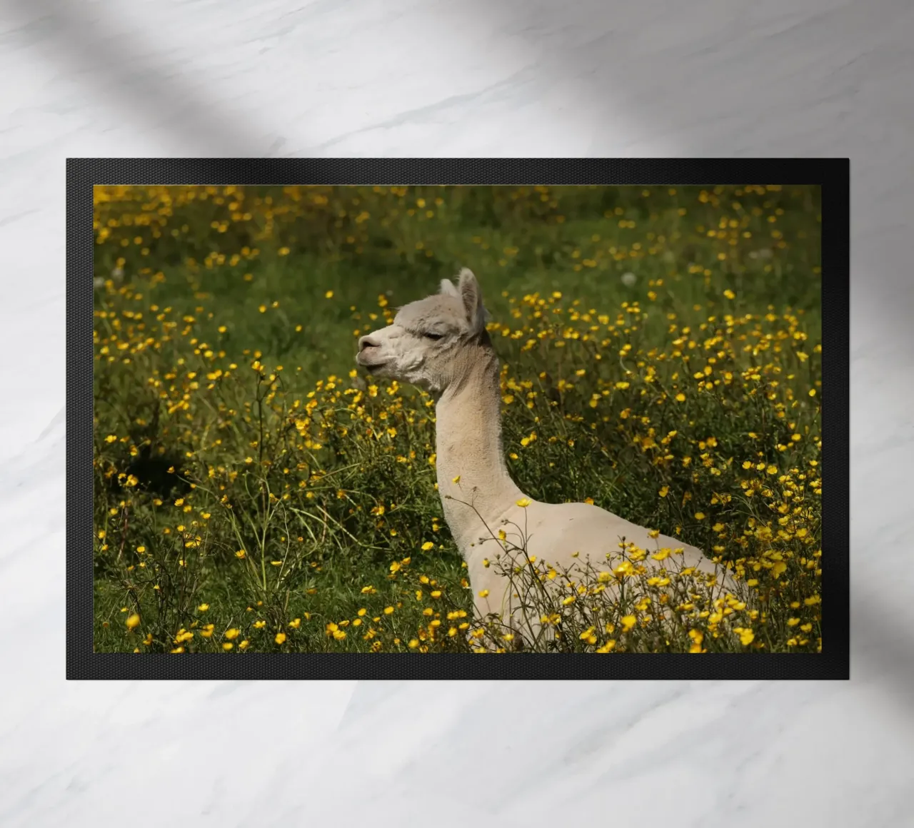 Alpaca sereni in mezzo a fiori di campo gialli e vibranti zerbino da The Herringstore