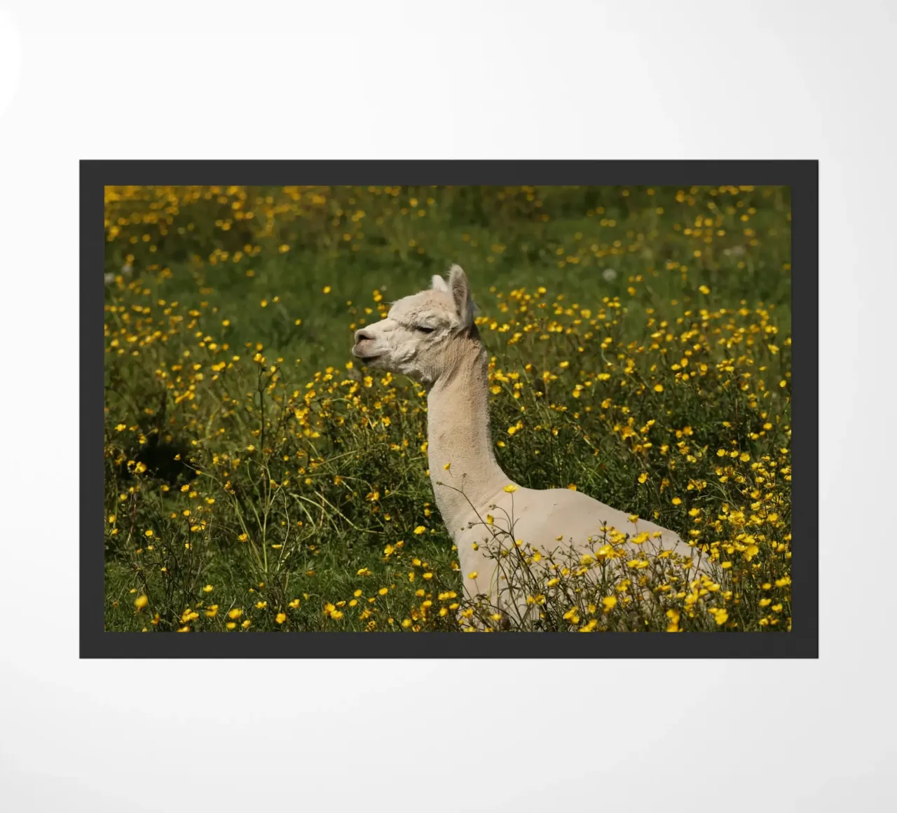 Alpaca sereni in mezzo a fiori di campo gialli e vibranti zerbino da The Herringstore