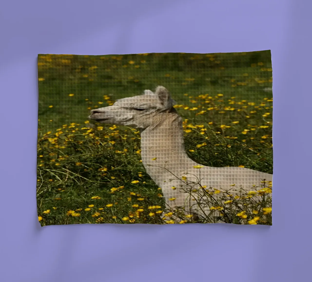 Alpaga serein au milieu de fleurs sauvages d'un jaune éclatant torchon de The Herringstore