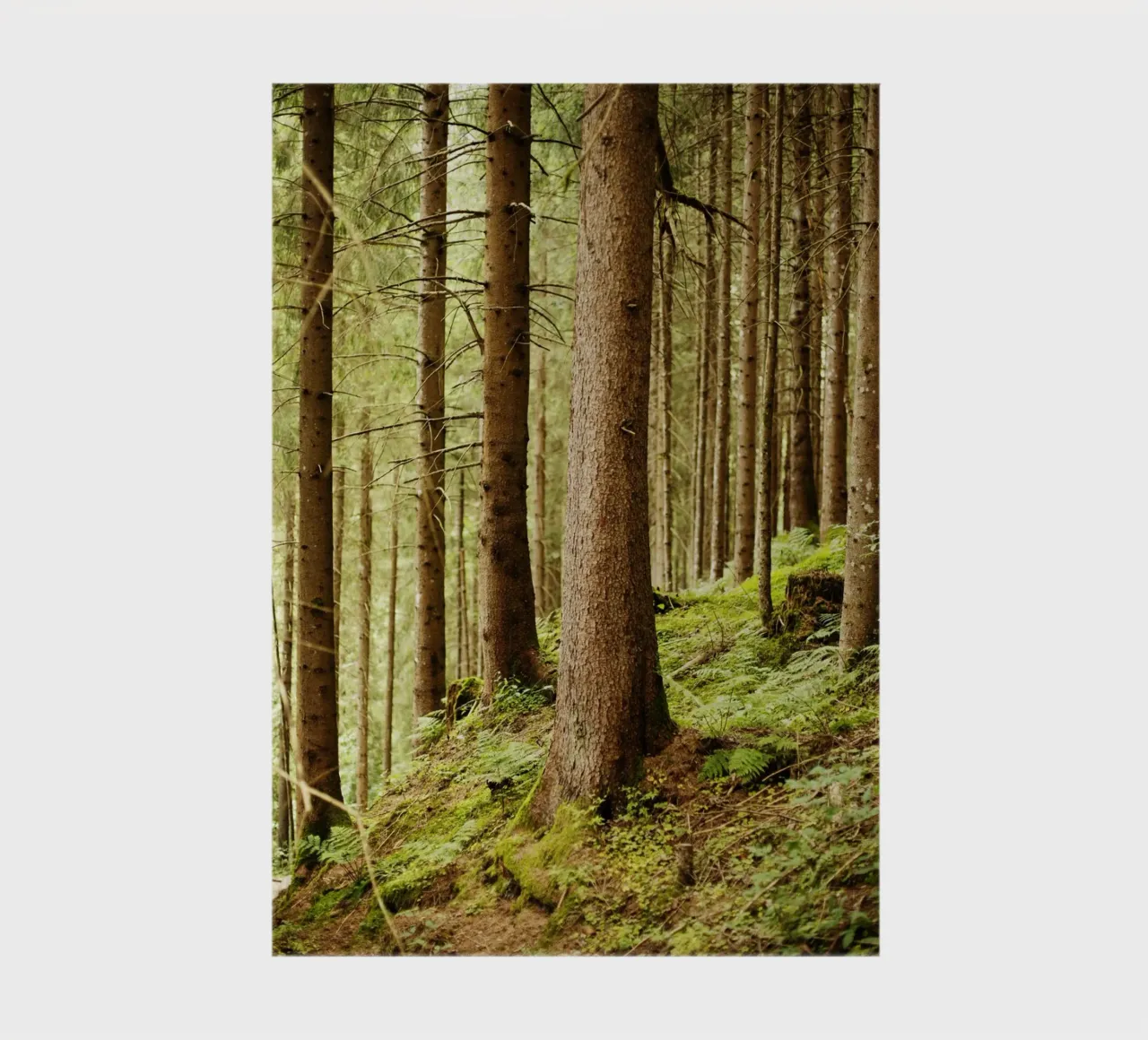 Forest at Lake Aachen notebook by Simon Koy