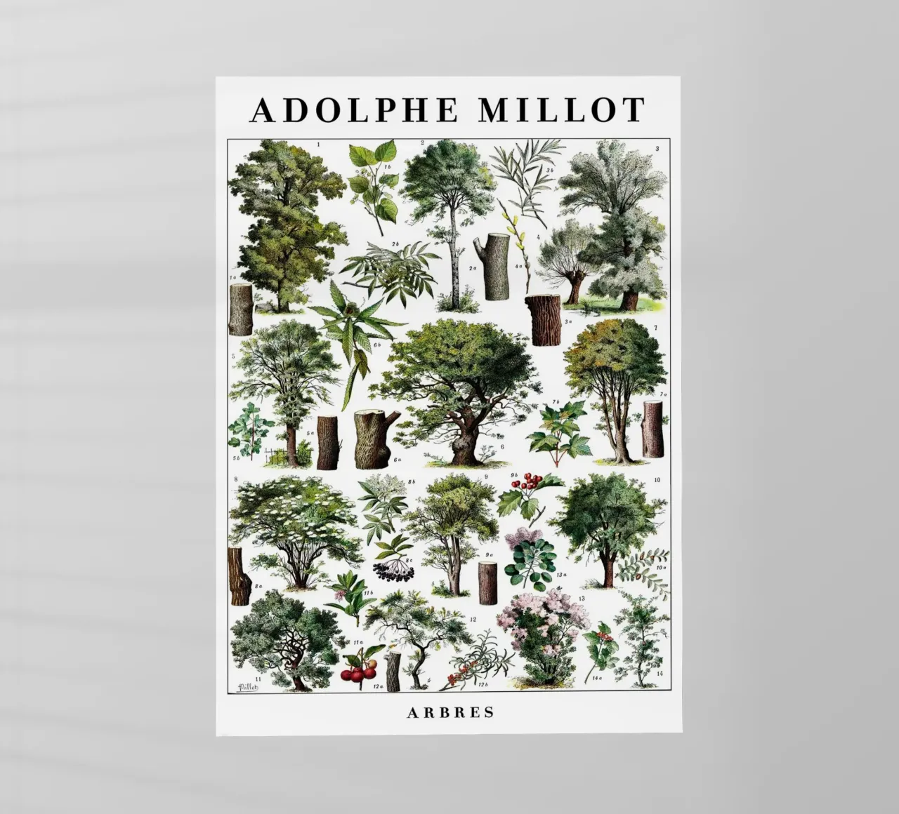 Alberi pellicola backlit da Julia Atelier