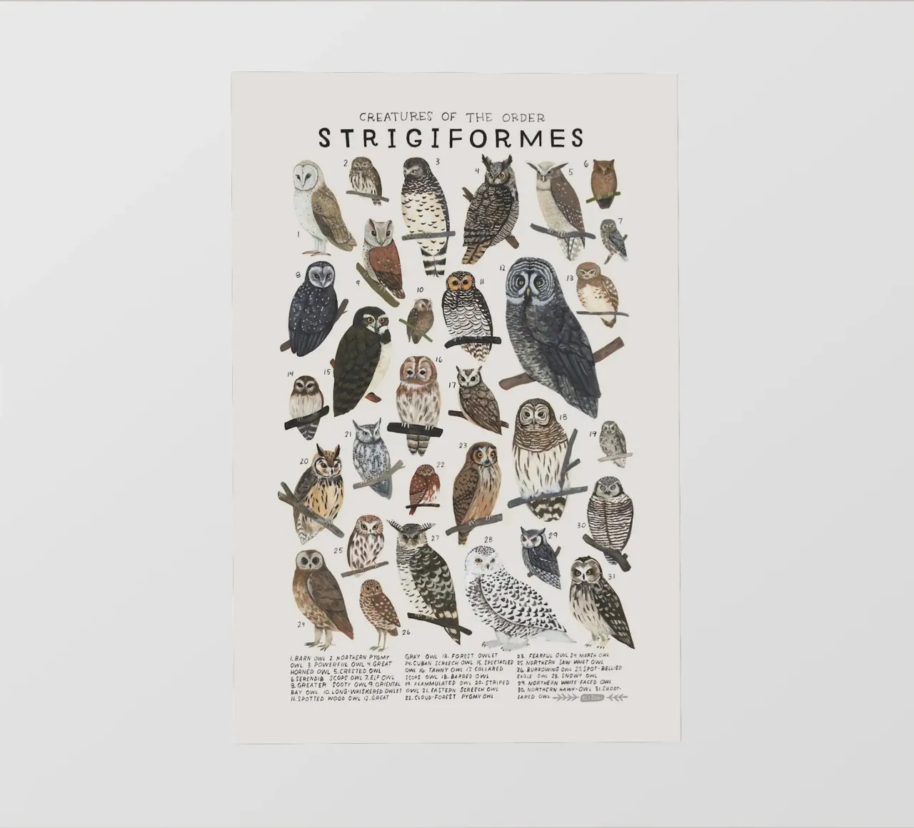 Strigiformi telo in pvc da Graham Robertson