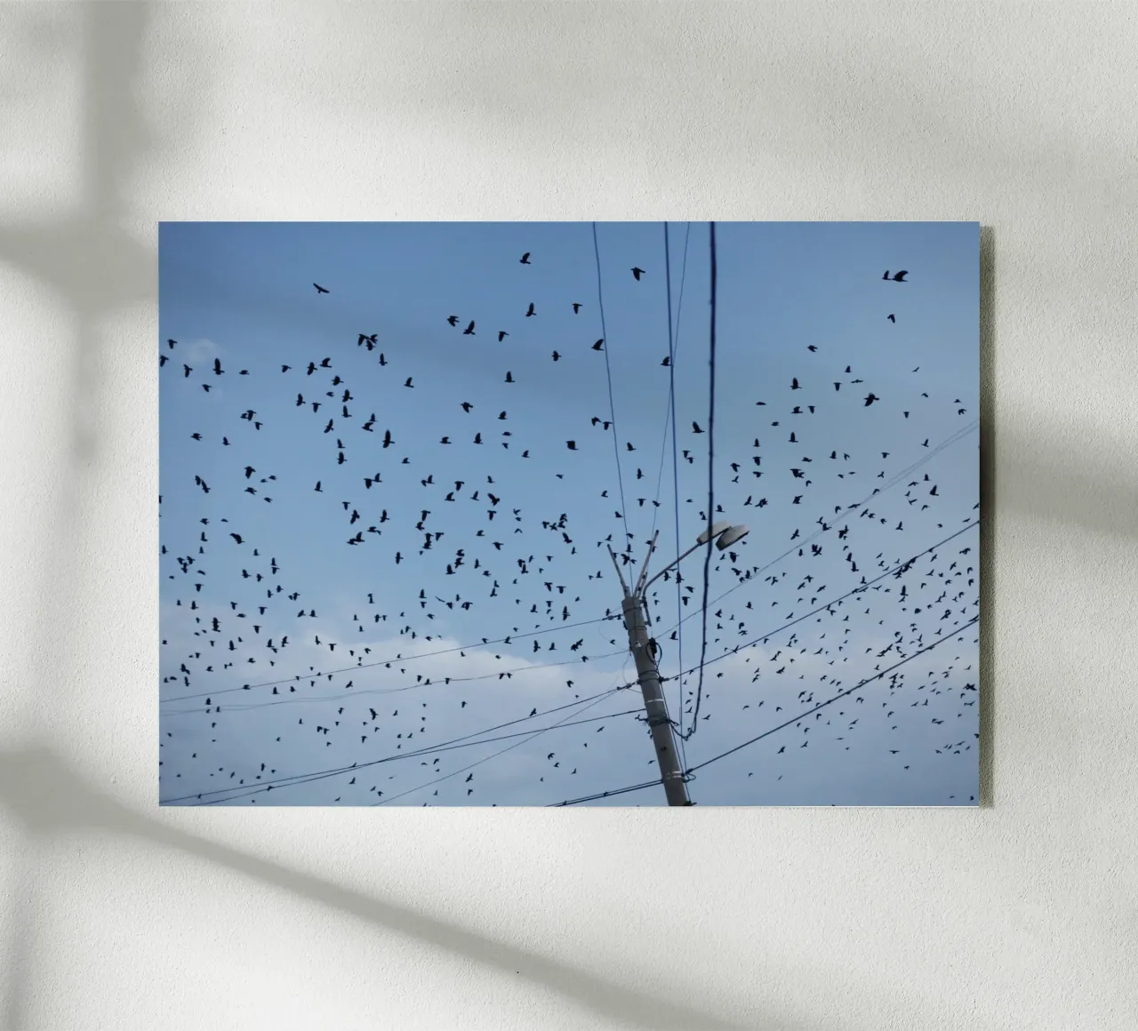 Uccelli in Armenia plexiglass da Simon Koy