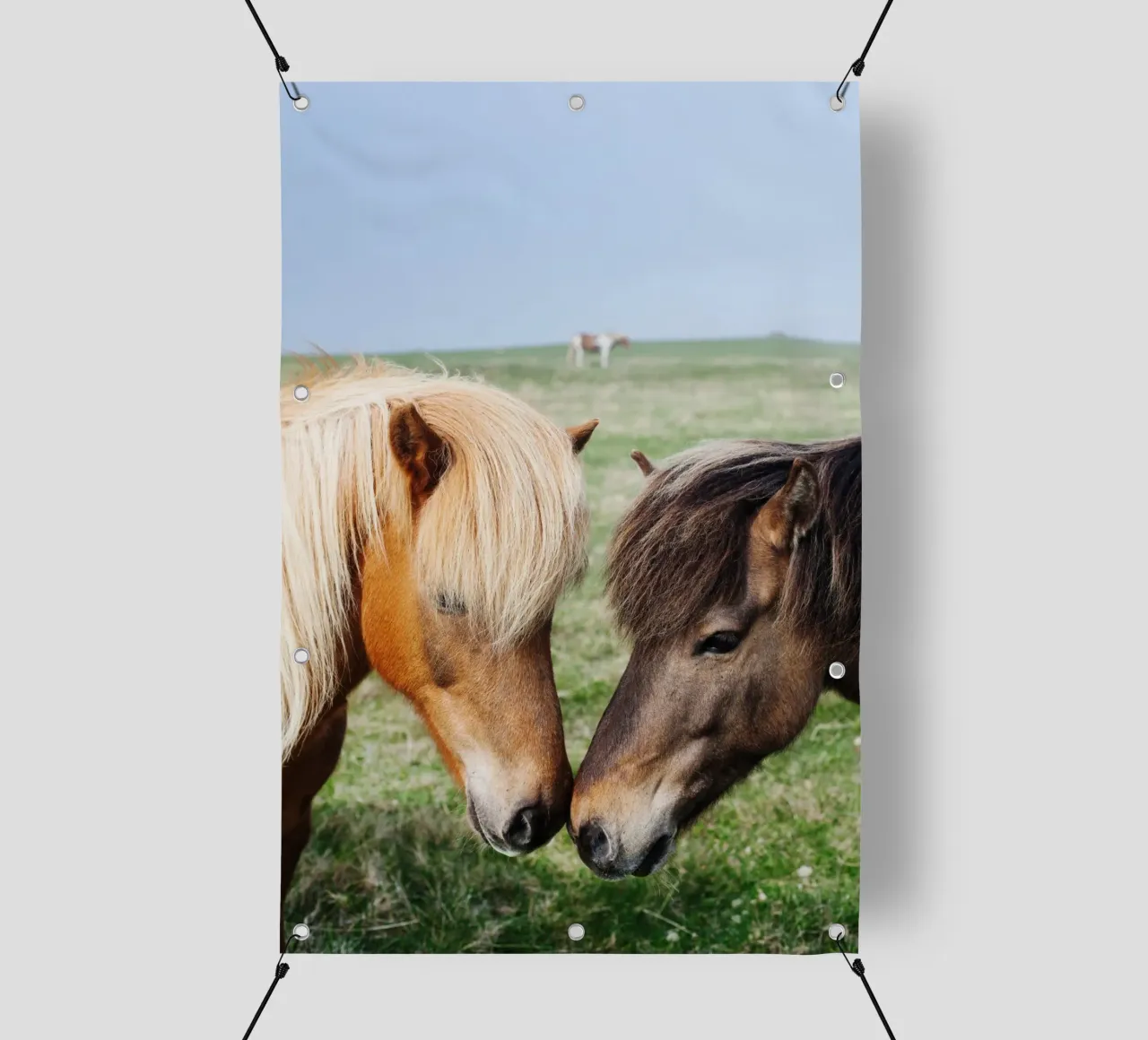 Amore per i cavalli in Islanda telo in pvc da fotokunst