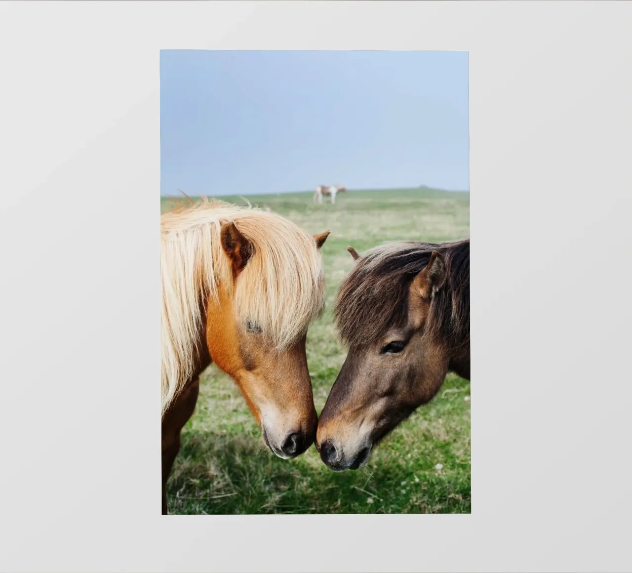 Amore per i cavalli in Islanda telo in pvc da fotokunst