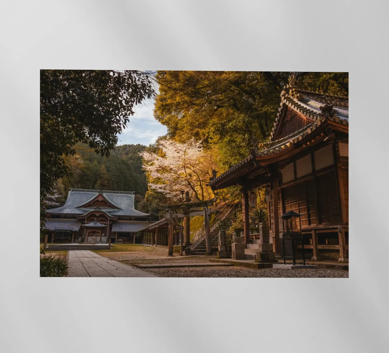 Tempio della foresta a Shikoku, Giappone pellicola backlit da Marcel Bisig