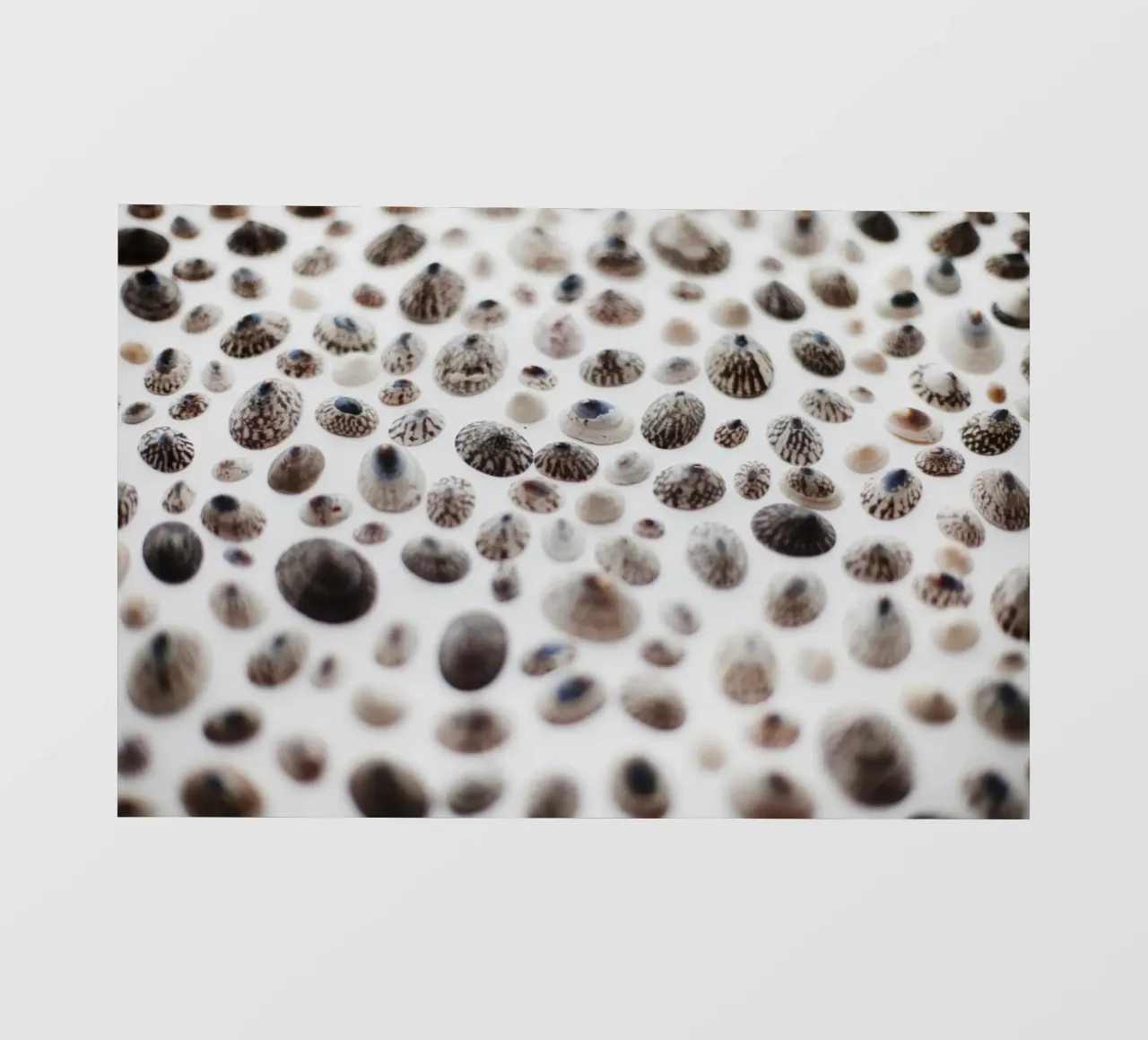 Cozze in Islanda telo in pvc da Simon Koy