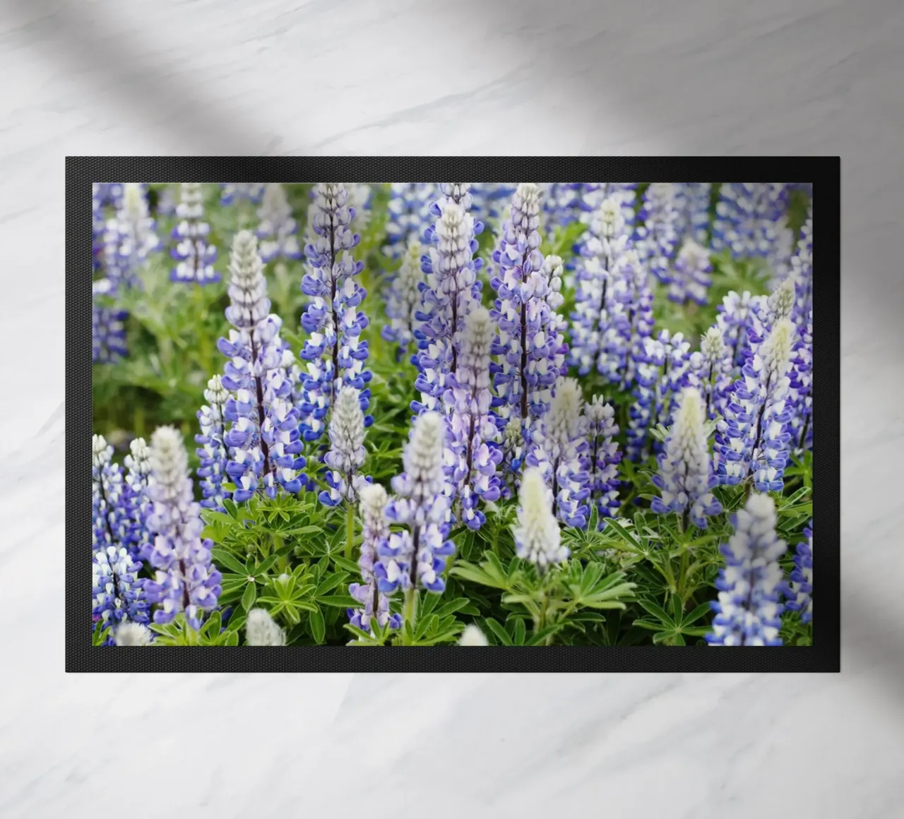 Piante in Islanda zerbino da fotokunst